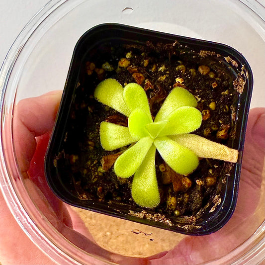 Pinguicula True Blue Agnata