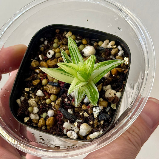 Haworthia Cymbiformis variegata