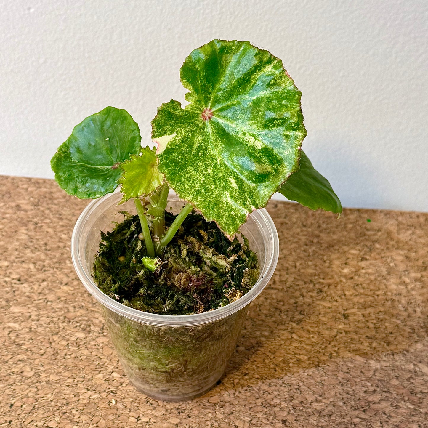 Begonia Rogue Variegated