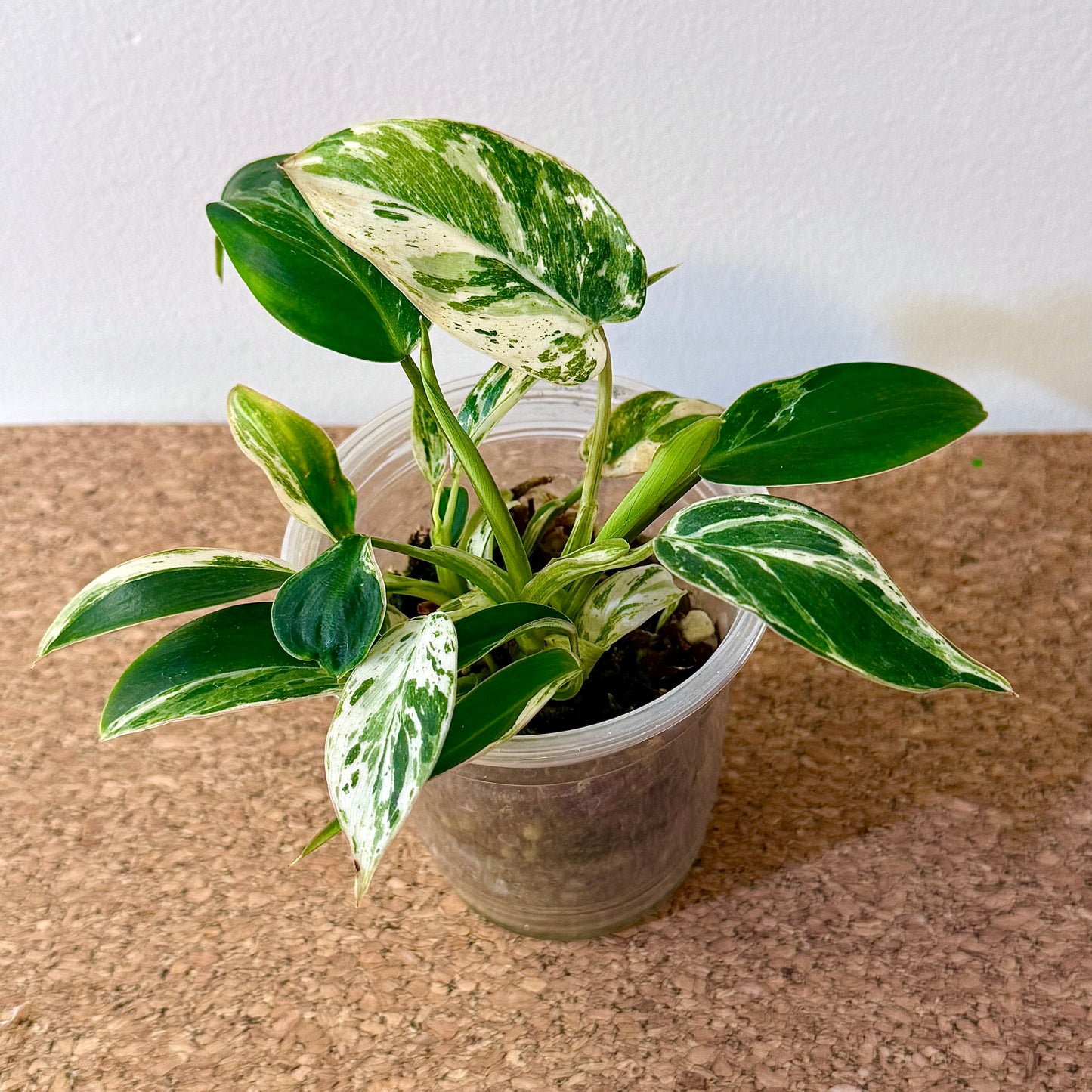 Philodendron Emerald Queen ( multiple grow points)