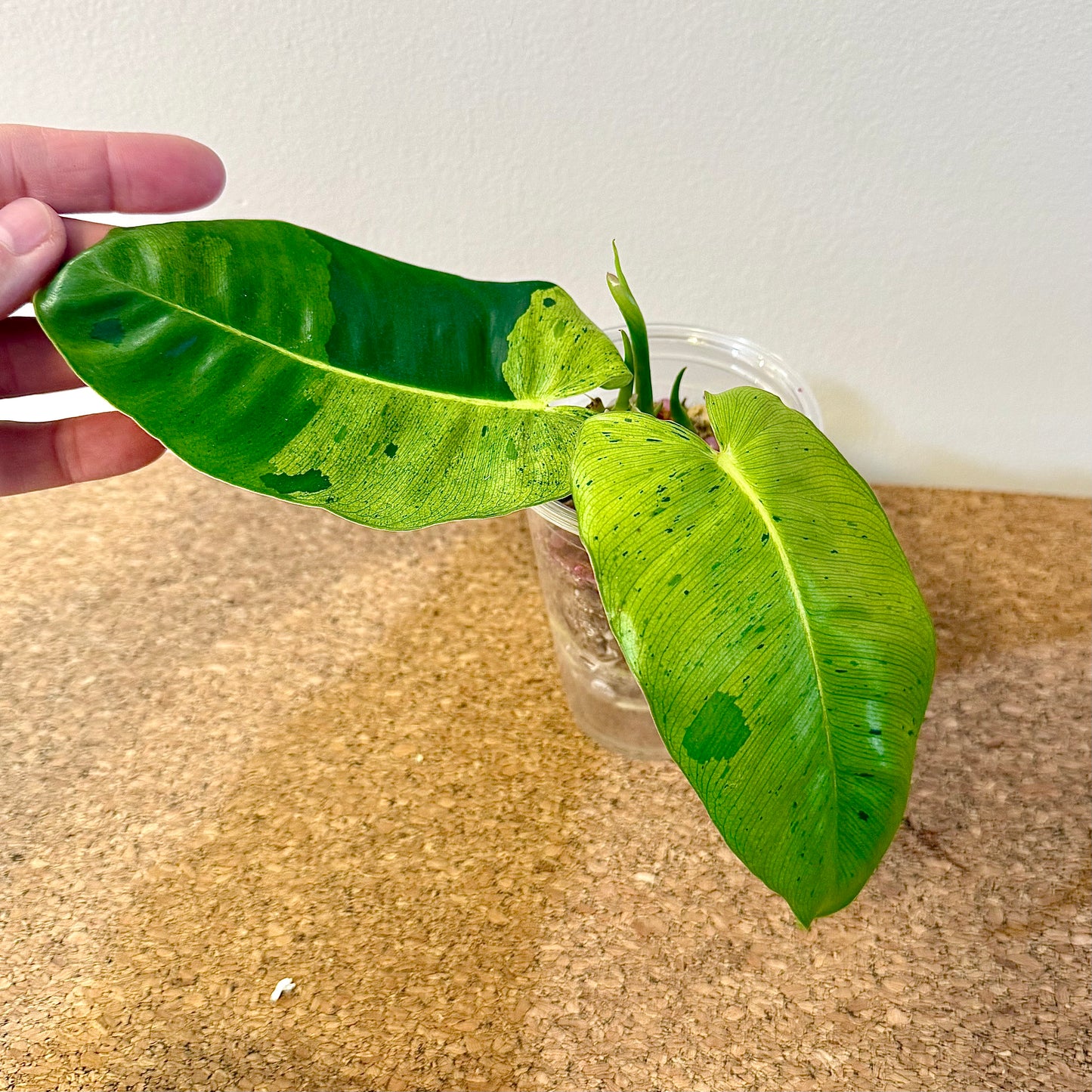 Philodendron Burle Marx Mint