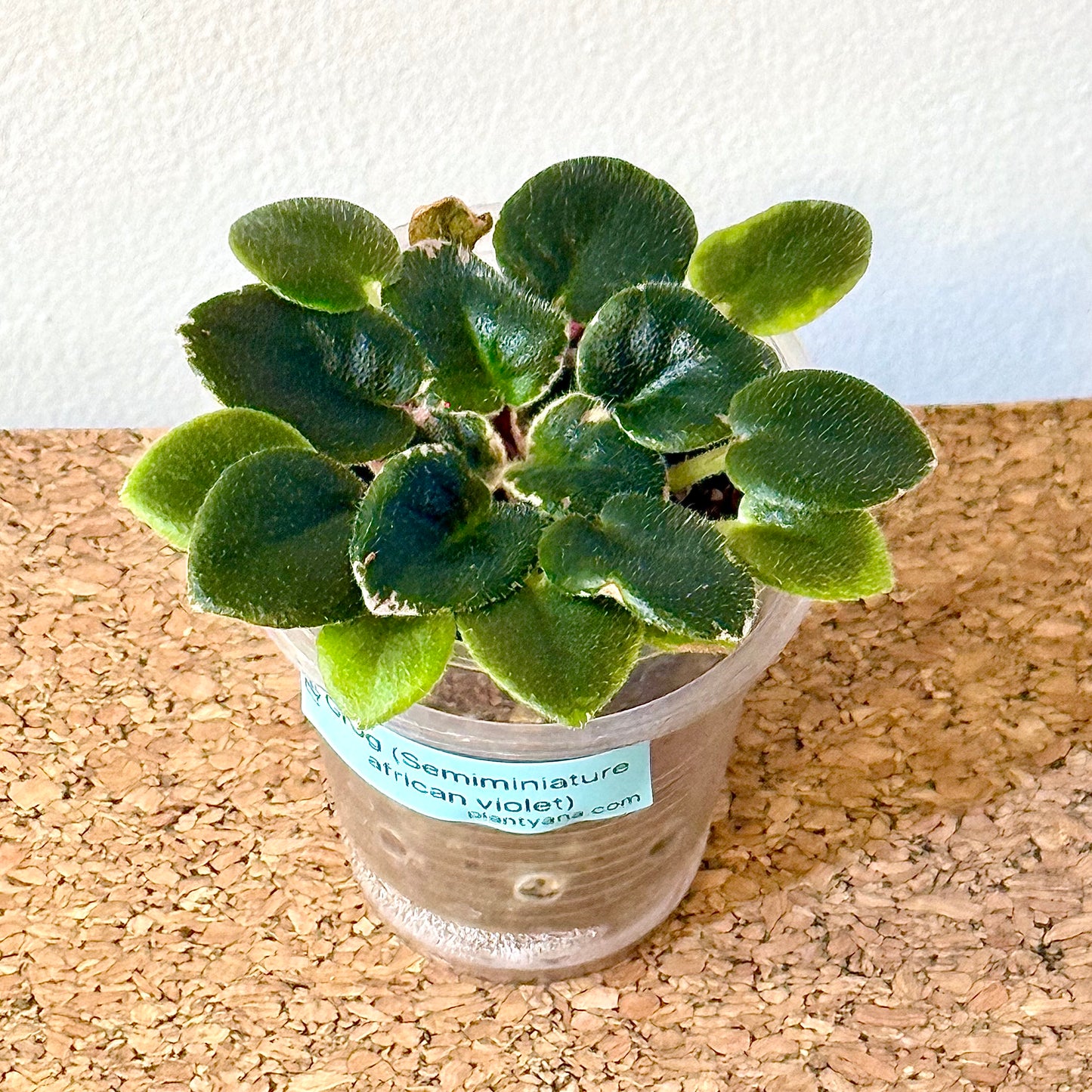 Grog ( Semiminiature Variegated African violet)