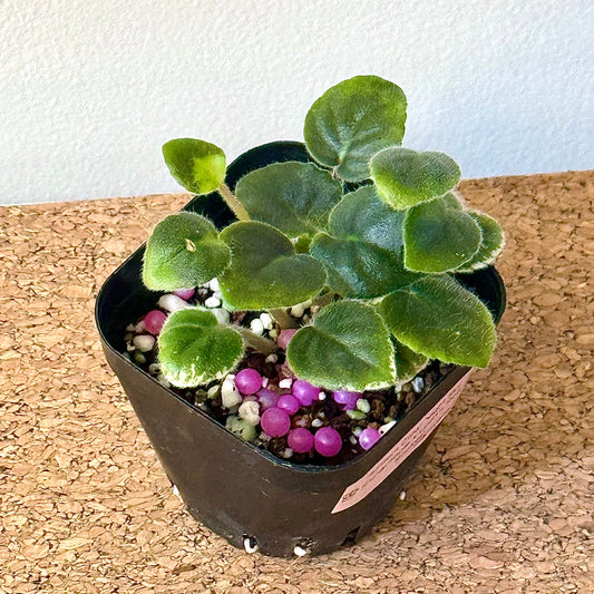 Hanter’s Clear Night Sky (Semiminiature Variegated African violet)