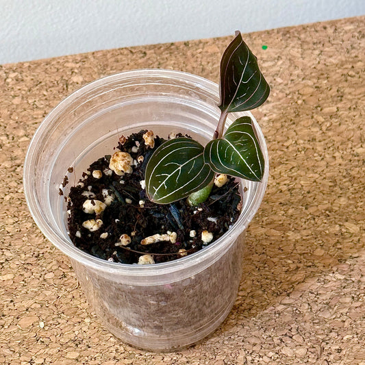 Ludisia Discolor (Jewel orchid)