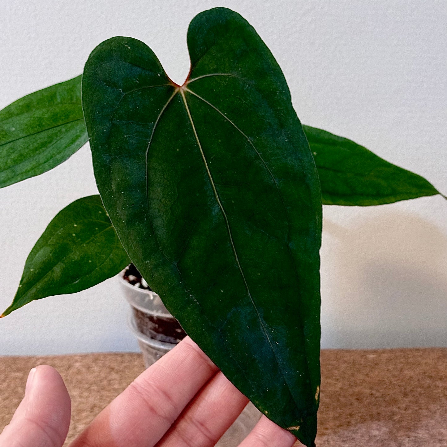 Anthurium AOS x Red Dark Phoenix