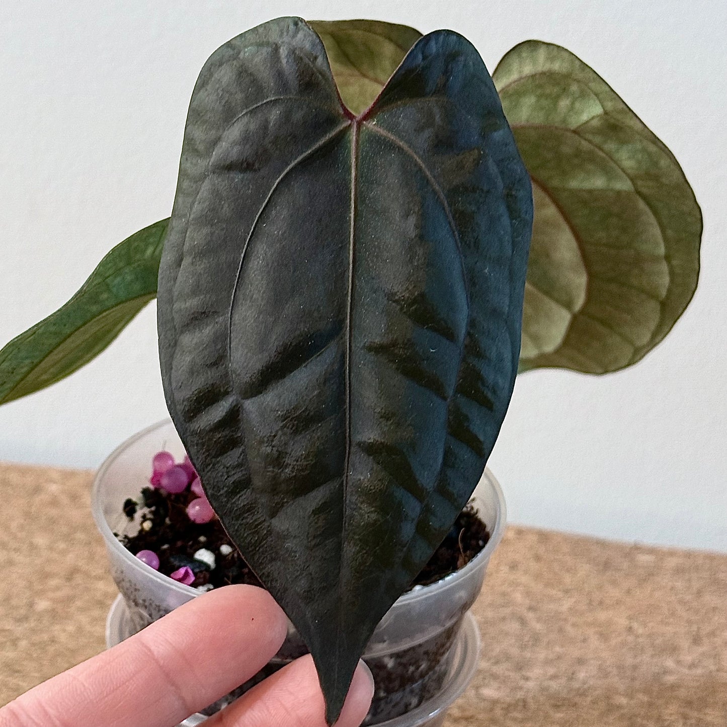 Anthurium (Zara x Michelle) x Red Dark Phoenix