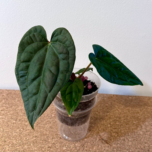 Anthurium Besseae Aff x Luxurians