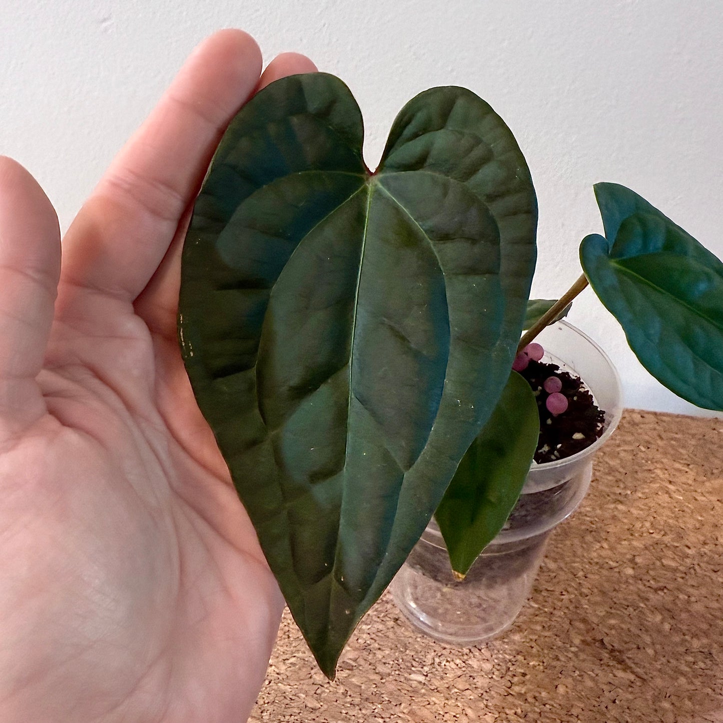 Anthurium Besseae Aff x Luxurians