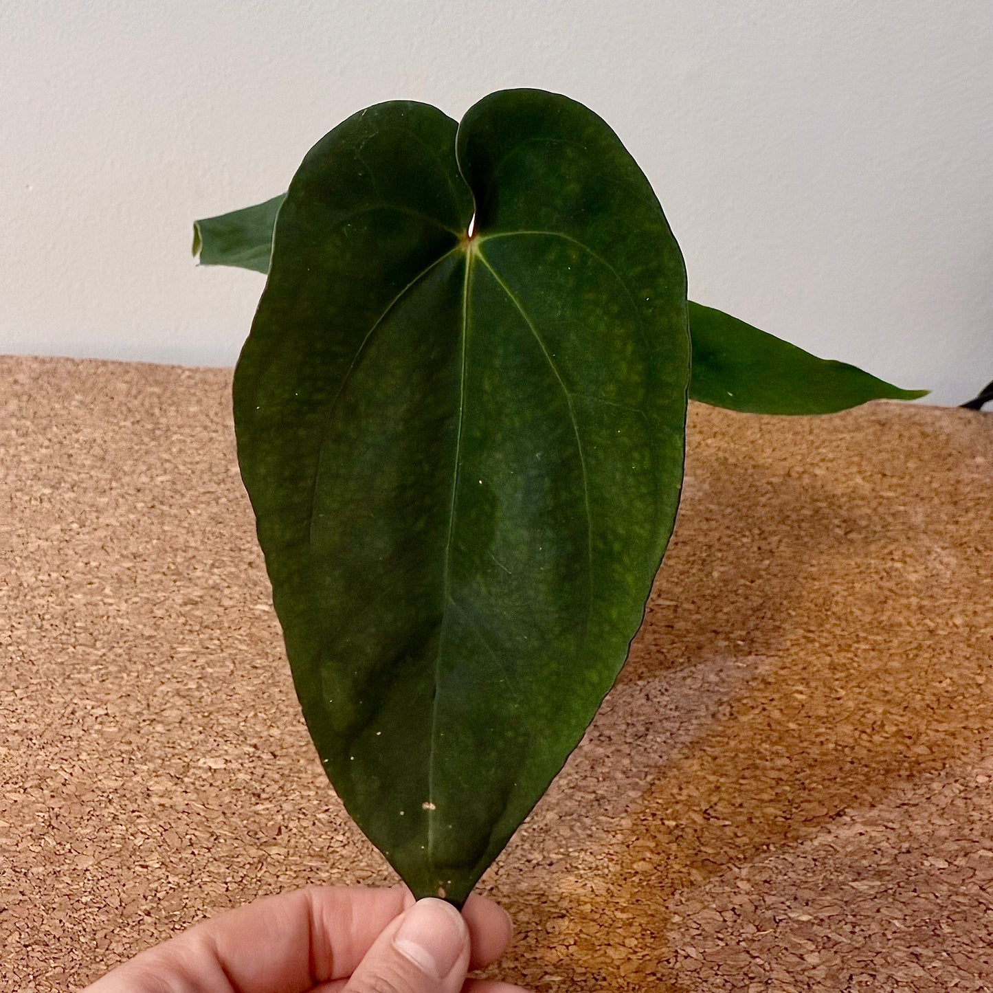 Anthurium Dressleri x AOS