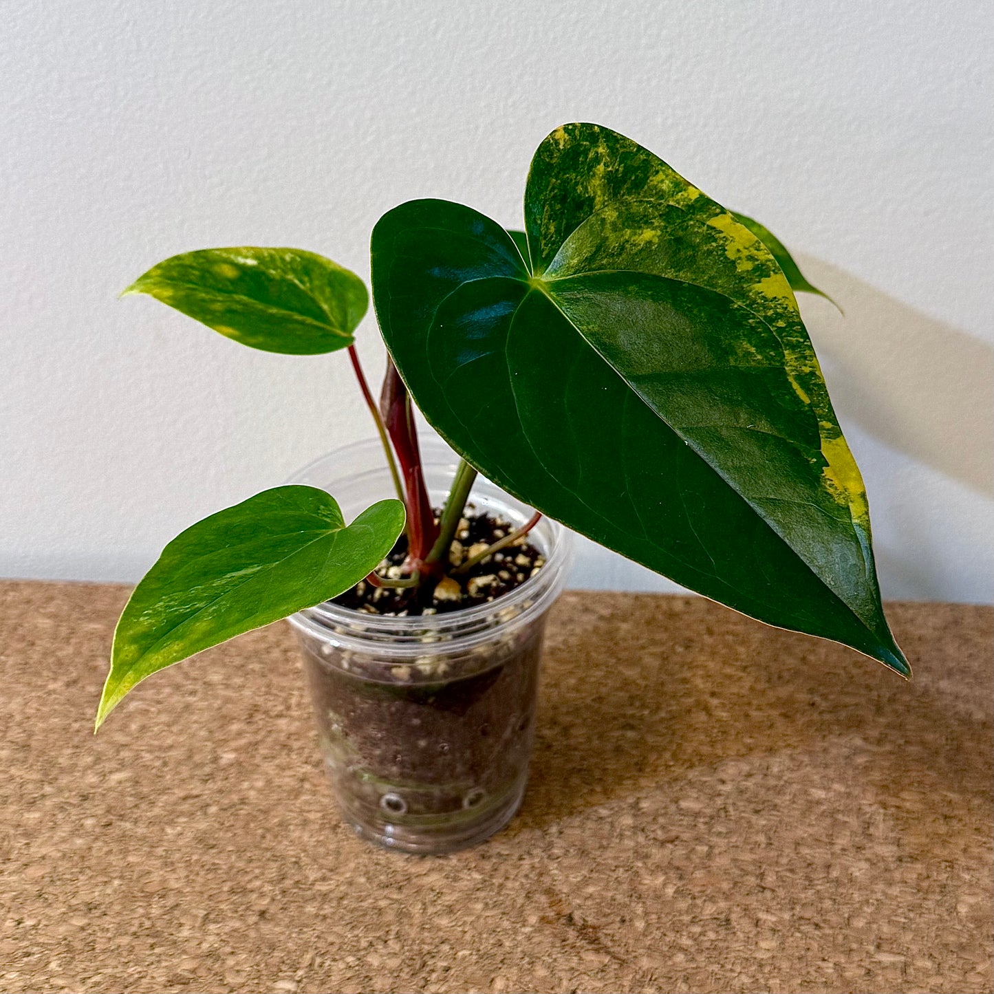 Anthurium Andraeanum Variegated