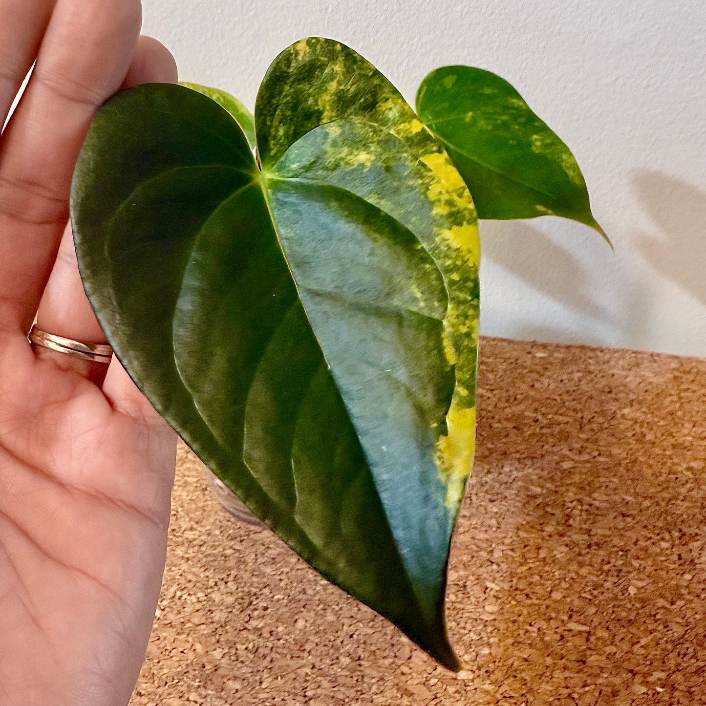 Anthurium Andraeanum Variegated