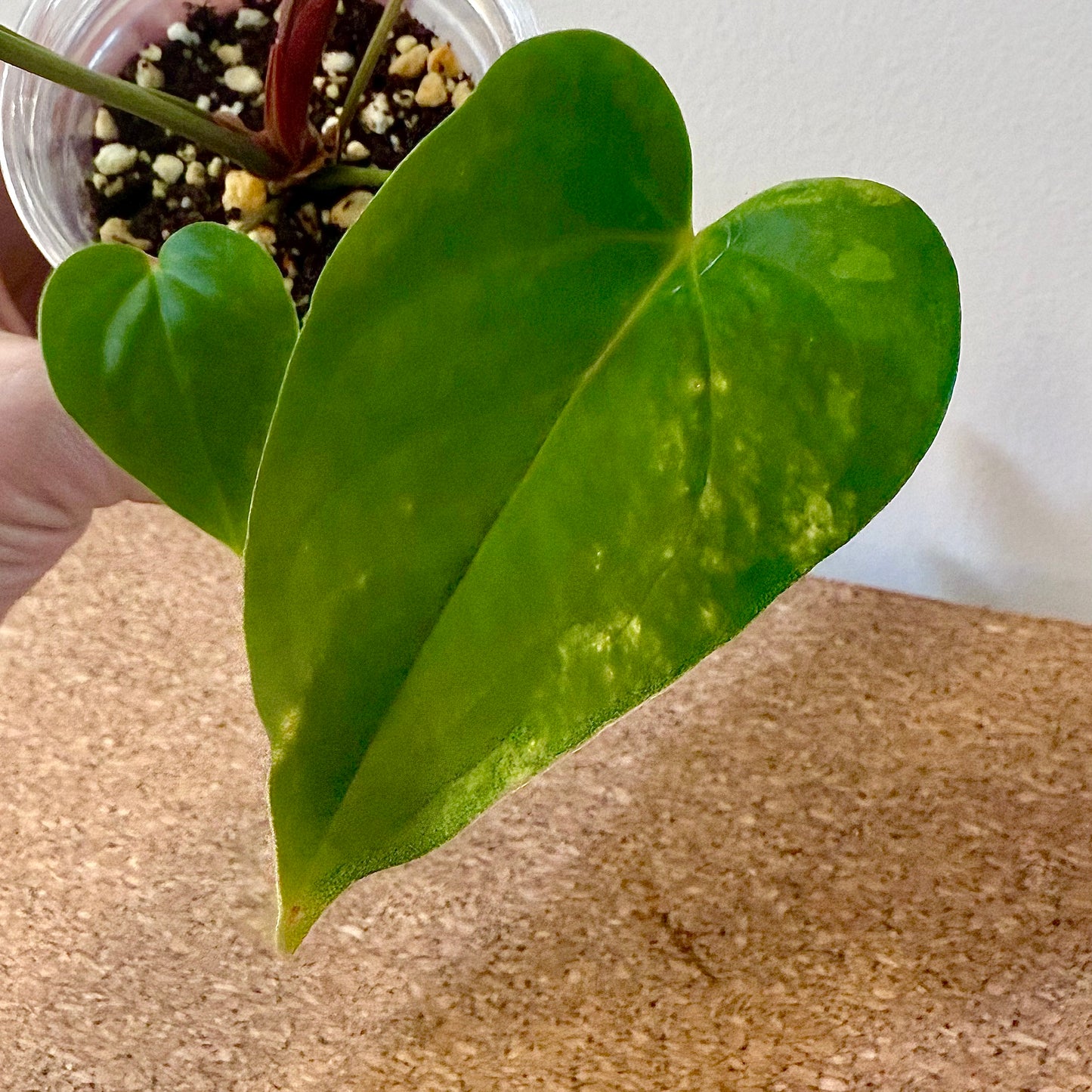 Anthurium Andraeanum Variegated