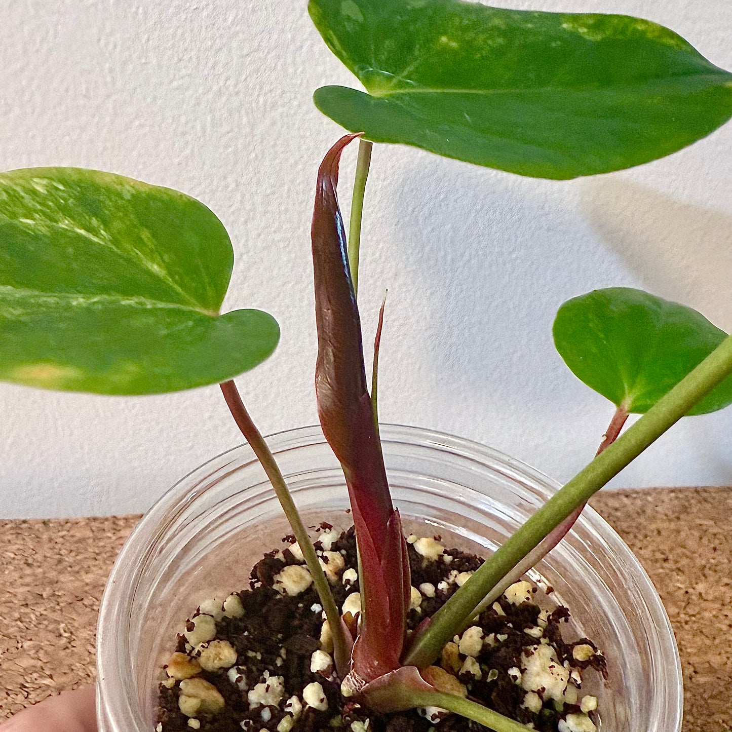 Anthurium Andraeanum Variegated