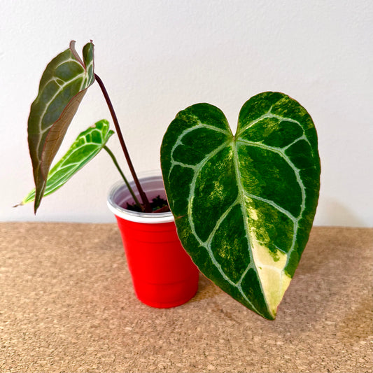 Anthurium Crystallinum Variegated