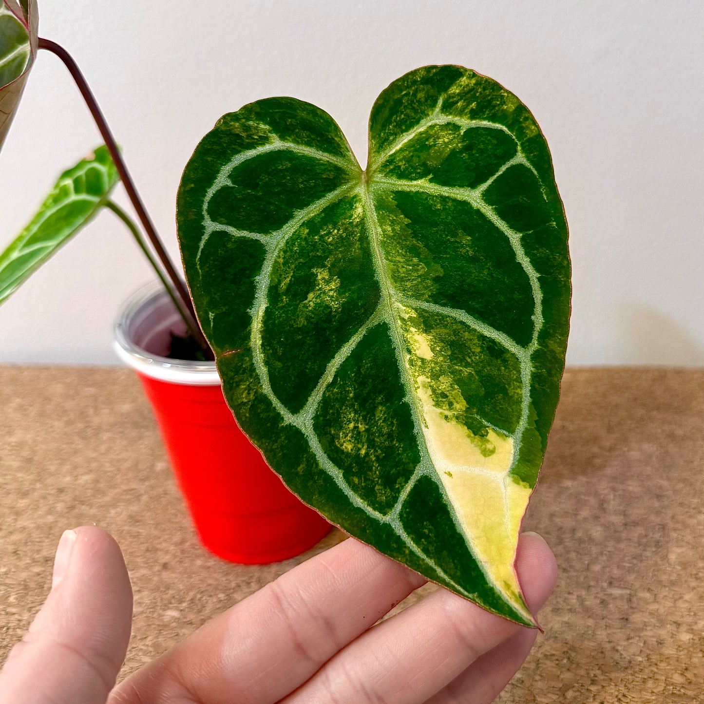 Anthurium Crystallinum Variegated