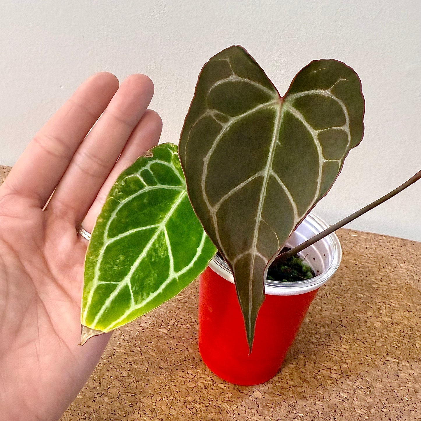 Anthurium Crystallinum Variegated