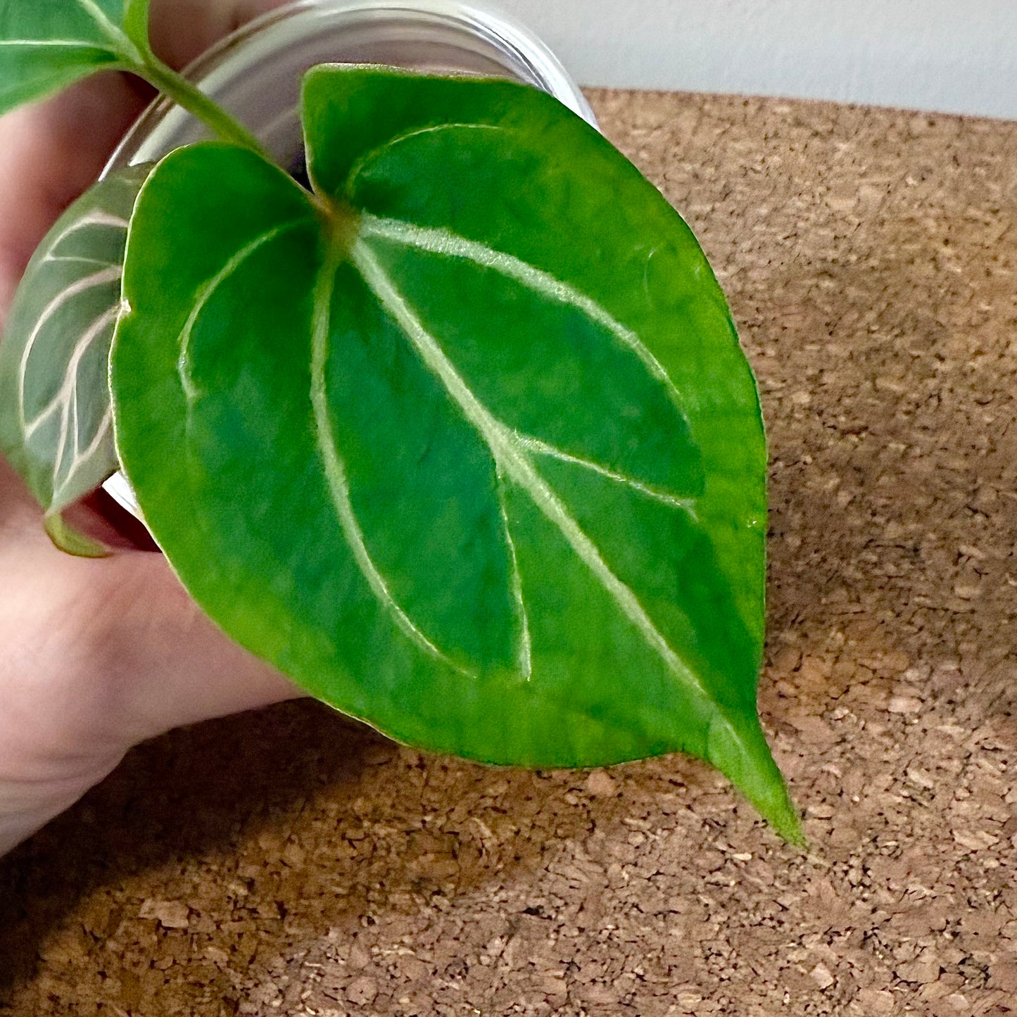 Anthurium KOS