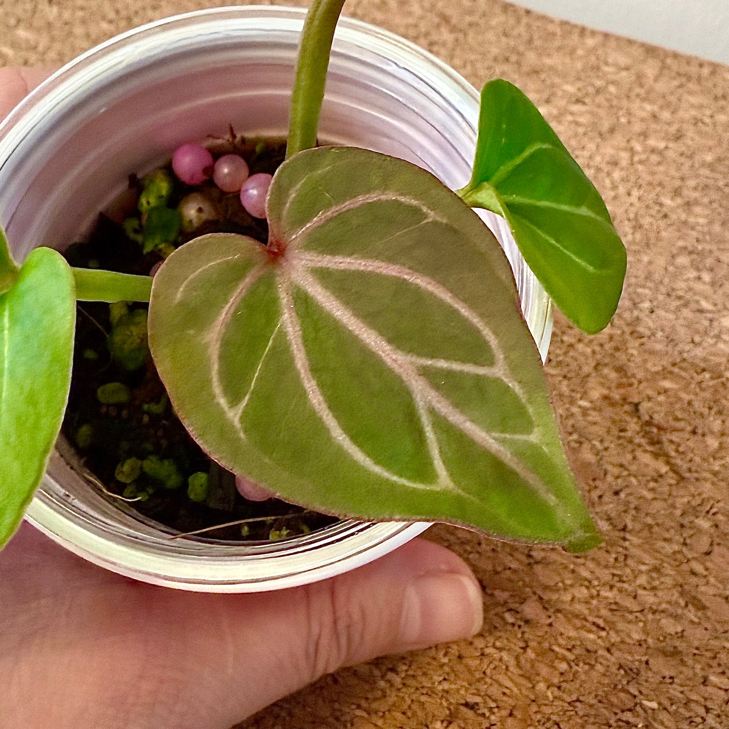 Anthurium KOS