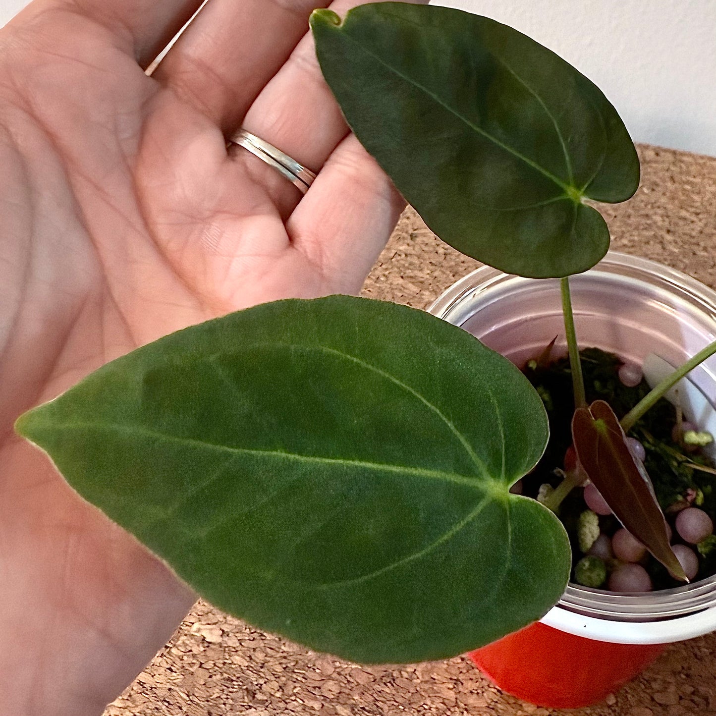 Anthurium Darkest Panama x Papillilaminum