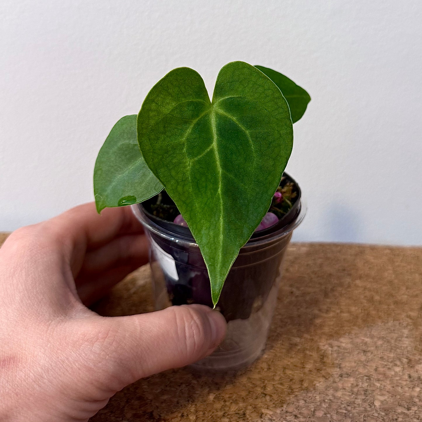 Anthurium King Clarinervium