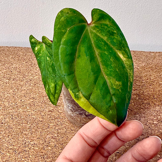 Anthurium Red Dark Phoenix x Papillilaminum Variegated