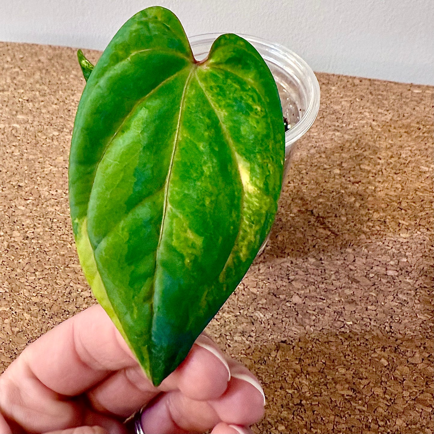 Anthurium Red Dark Phoenix x Papillilaminum Variegated