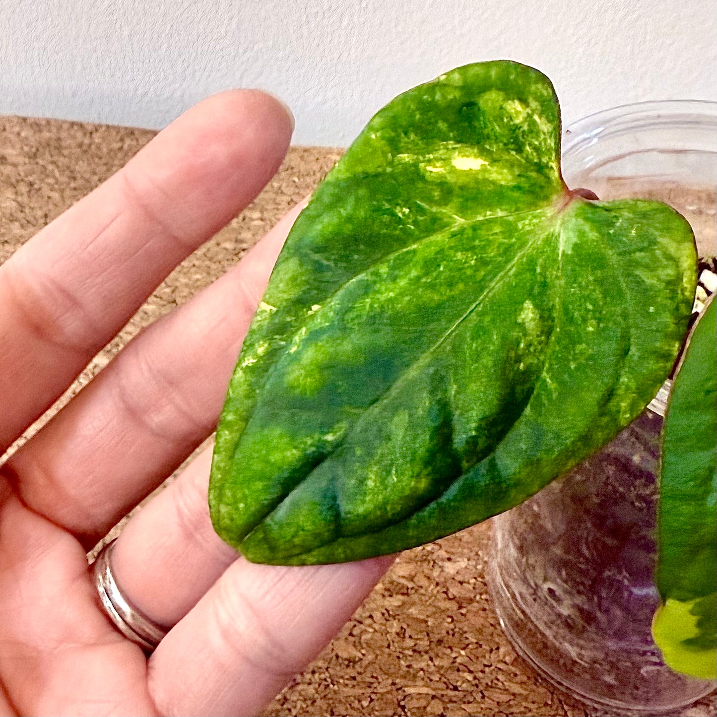 Anthurium Red Dark Phoenix x Papillilaminum Variegated