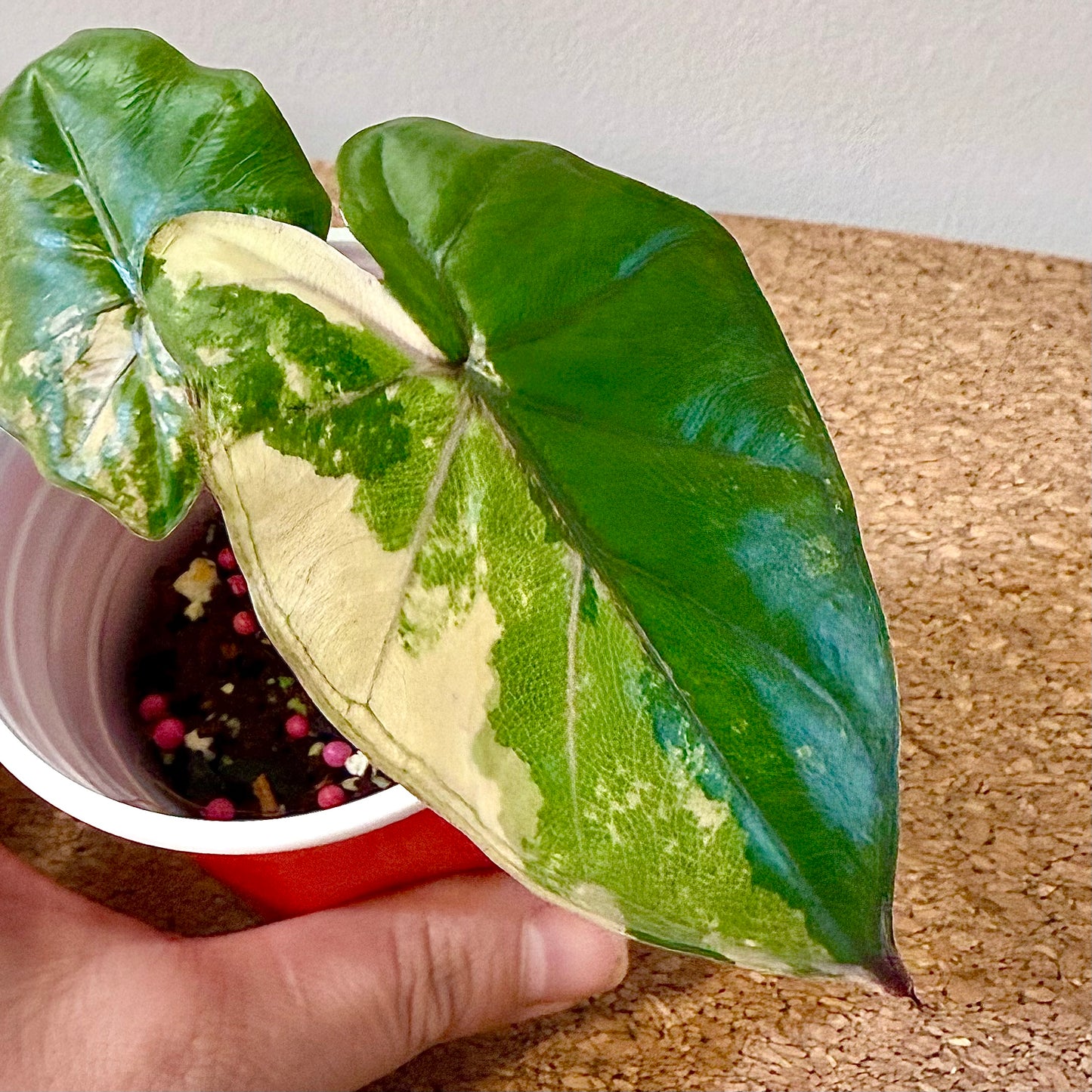 Alocasia Yucatan Princess Variegated tricolor #1 ( grow from corm)