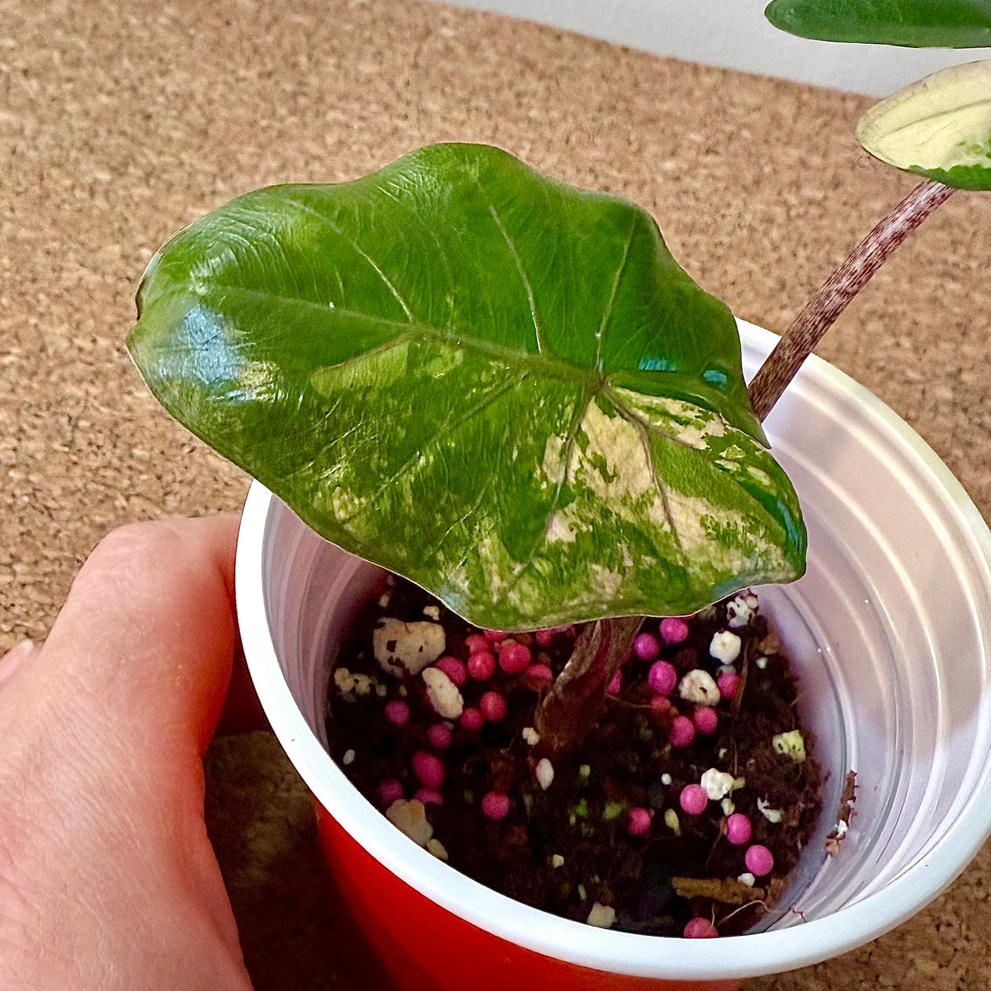 Alocasia Yucatan Princess Variegated tricolor #1 ( grow from corm)