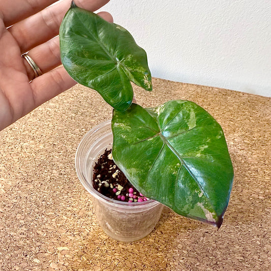 Alocasia Yucatan Princess Variegated tricolor #2 ( grow from corm)