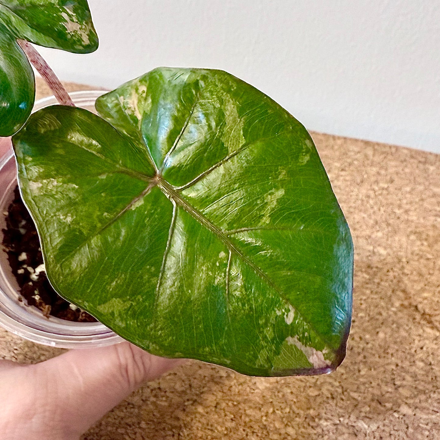 Alocasia Yucatan Princess Variegated tricolor #2 ( grow from corm)