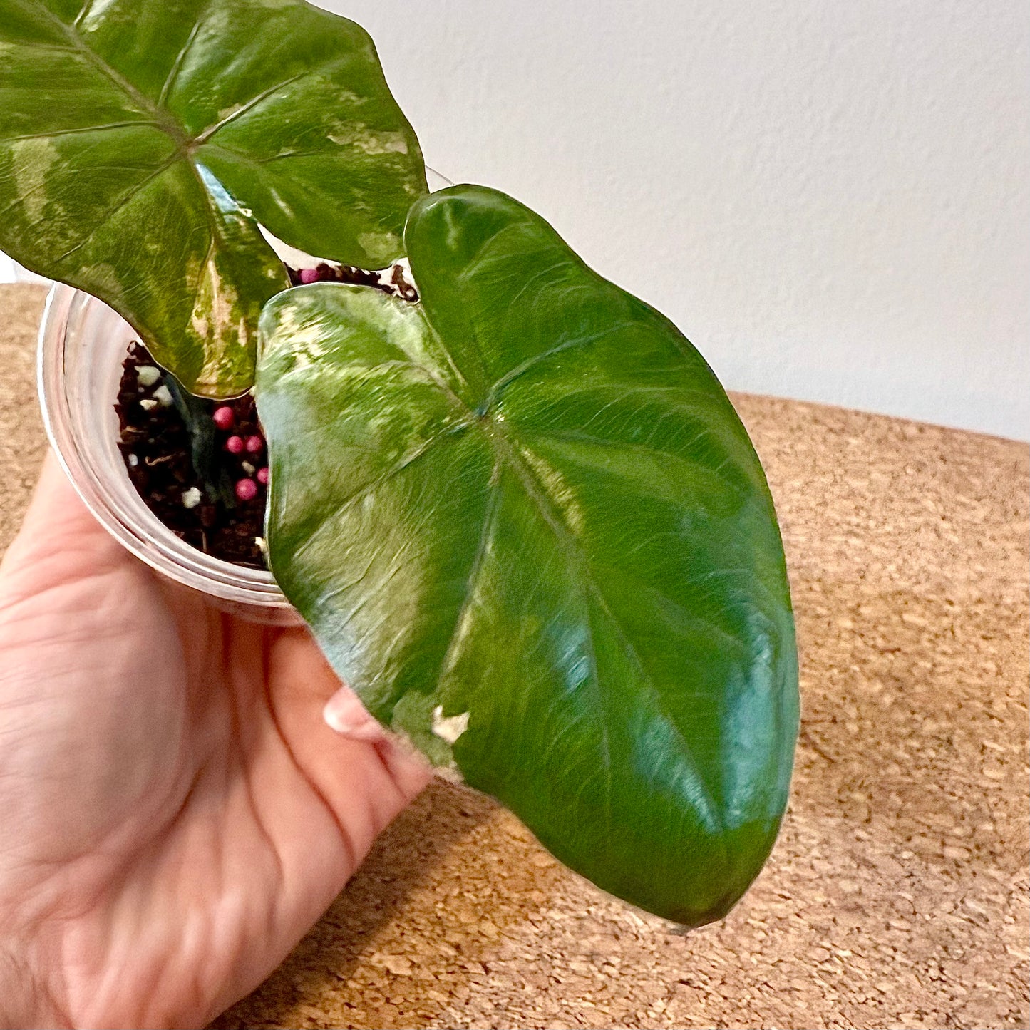 Alocasia Yucatan Princess Variegated tricolor #2 ( grow from corm)