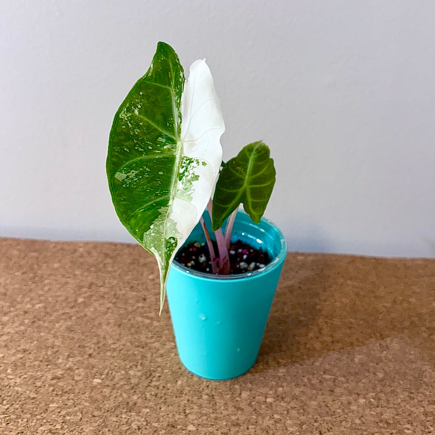 Alocasia Pink Dragon Albo/Pink variegated(grow from corm)