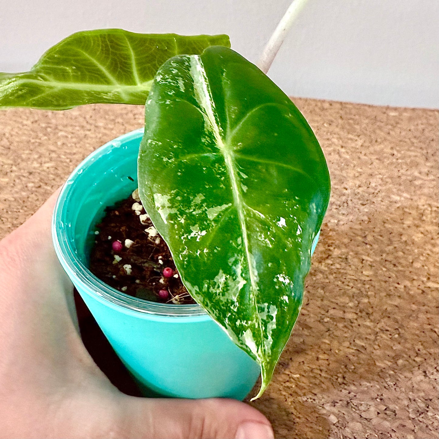 Alocasia Pink Dragon Albo/Pink variegated(grow from corm)