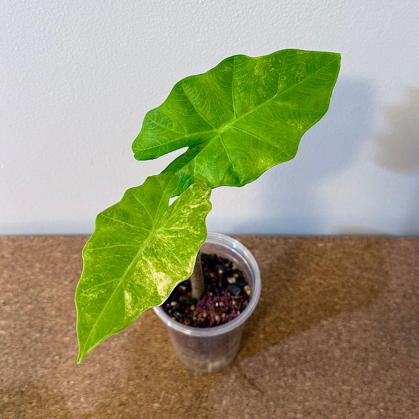 Alocasia Portora Aurea