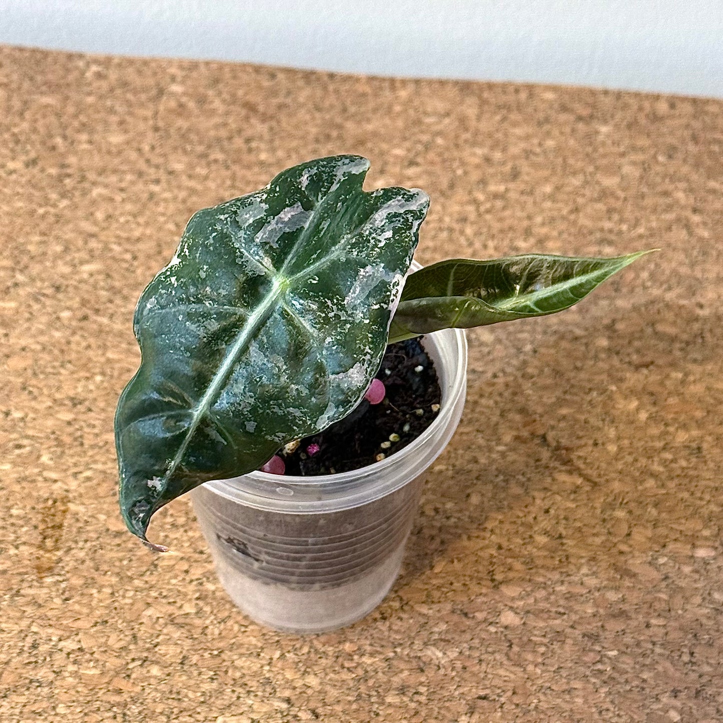 Alocasia Amazonica Polly Pink variegate (grow from corm)