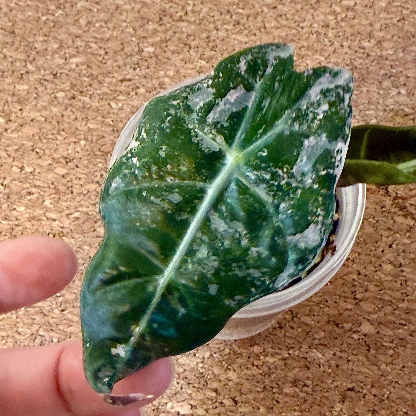 Alocasia Amazonica Polly Pink variegate (grow from corm)