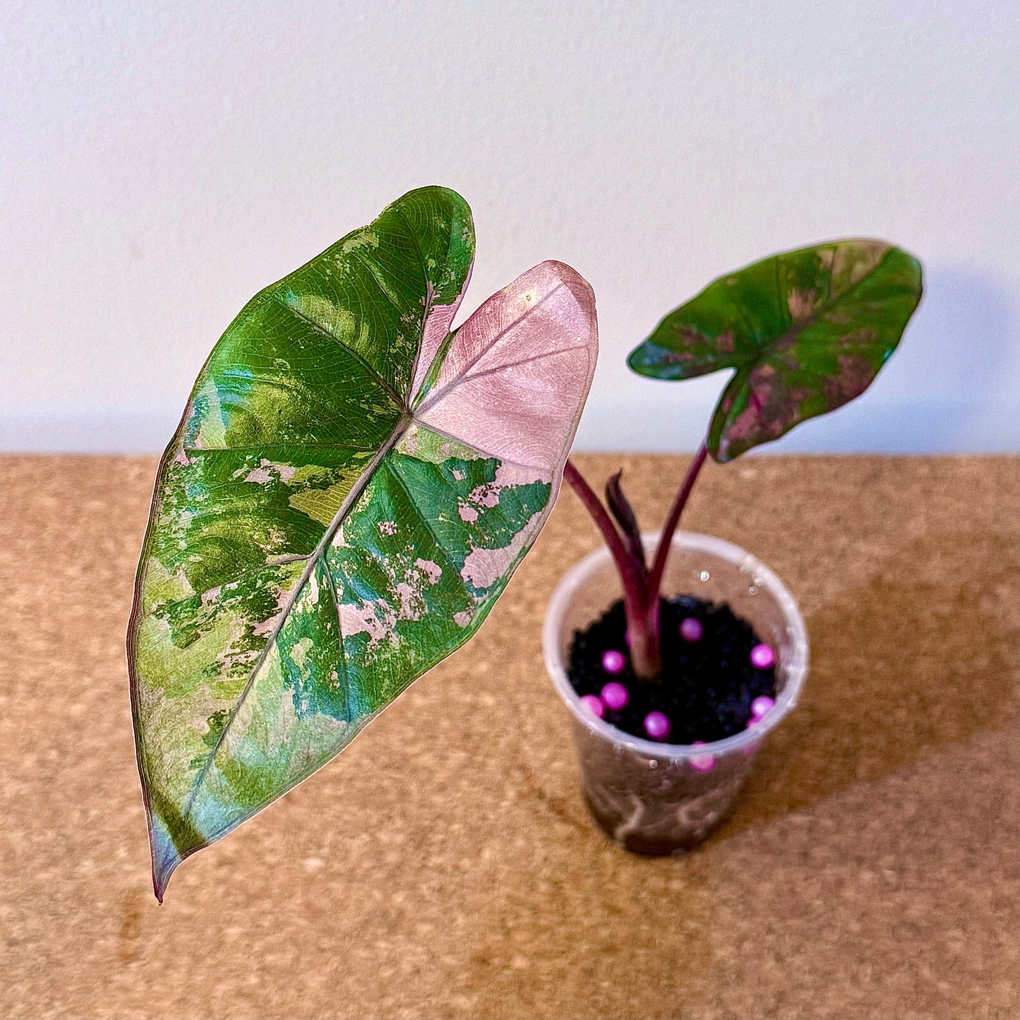 Alocasia Plumbea Nigra Variegated ( corm growth)