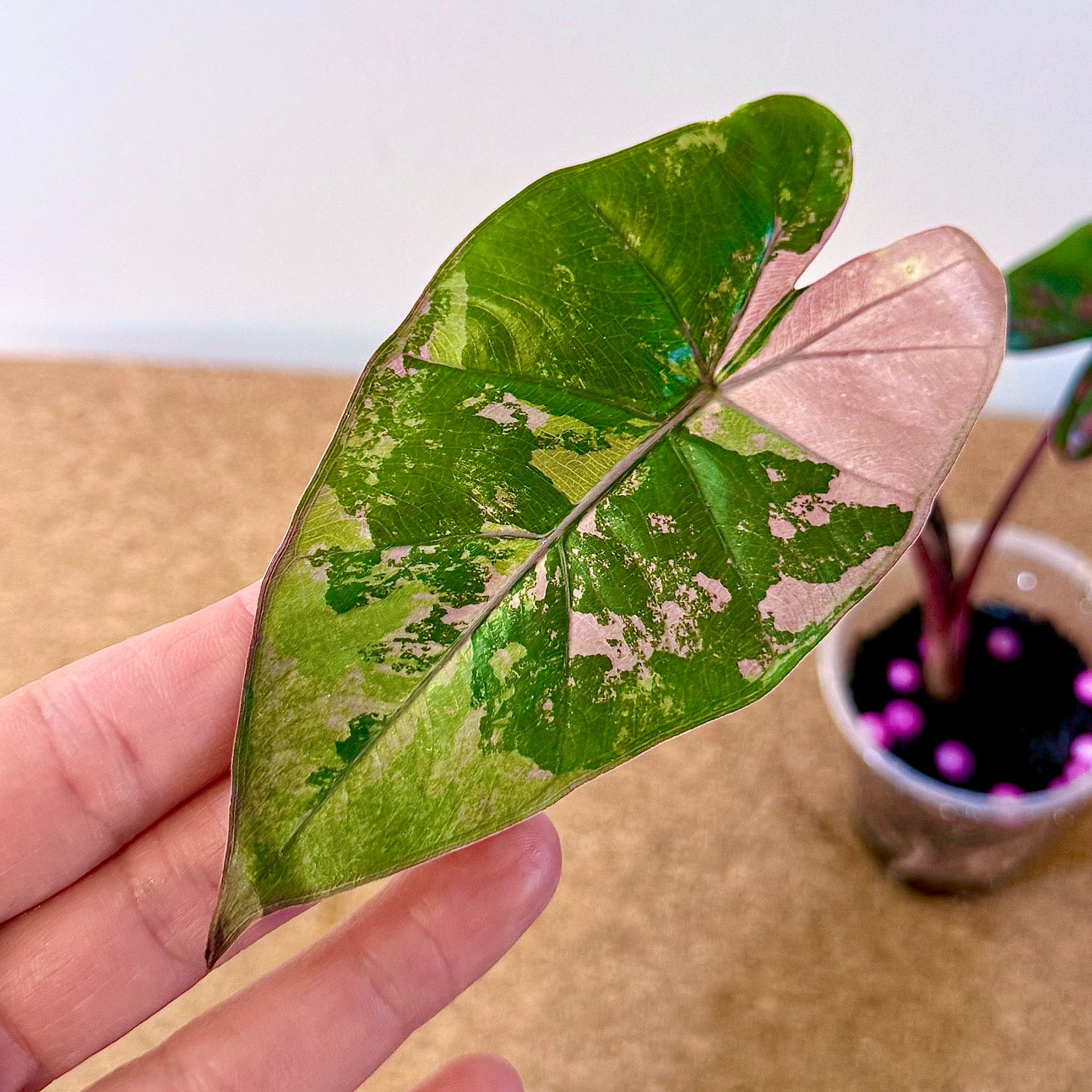 Alocasia Plumbea Nigra Variegated ( corm growth)