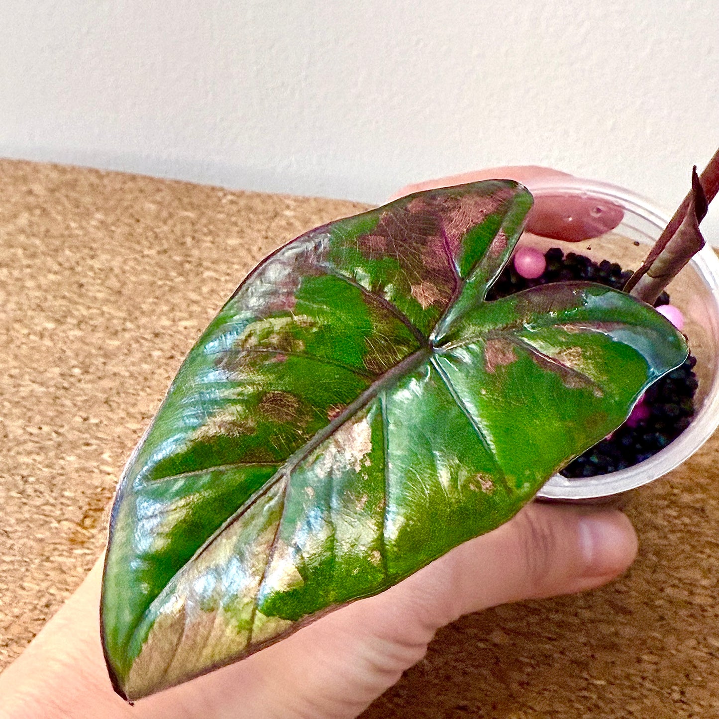 Alocasia Plumbea Nigra Variegated ( corm growth)