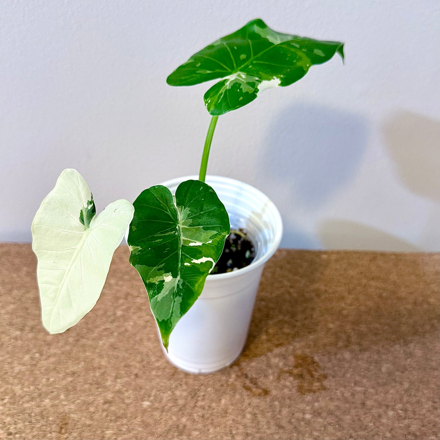 Alocasia Okinawa Silver #1 (offshoot)