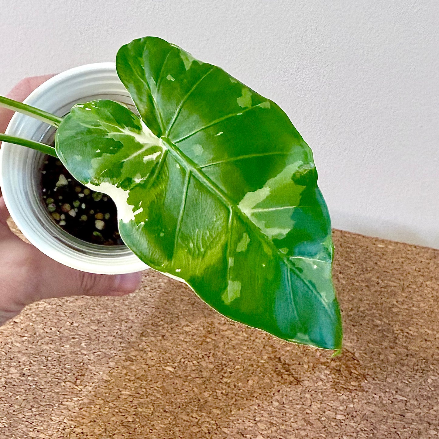 Alocasia Okinawa Silver #1 (offshoot)