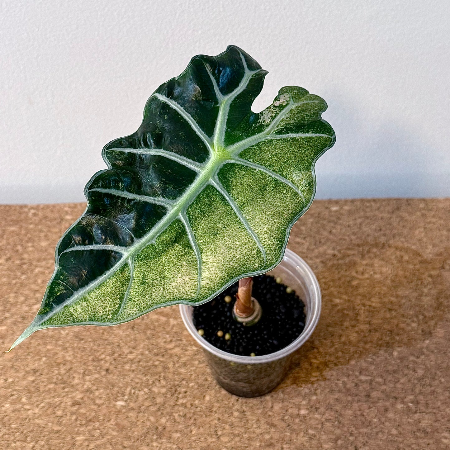 Alocasia Amazonica Polly Albo/Mint variegate #2