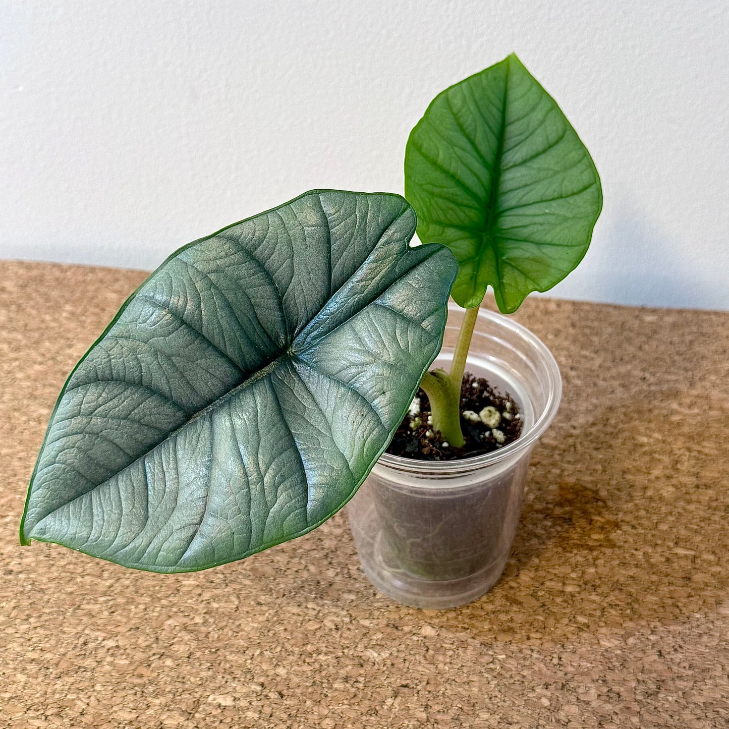 Alocasia Bisma Platinum (grow from corm)