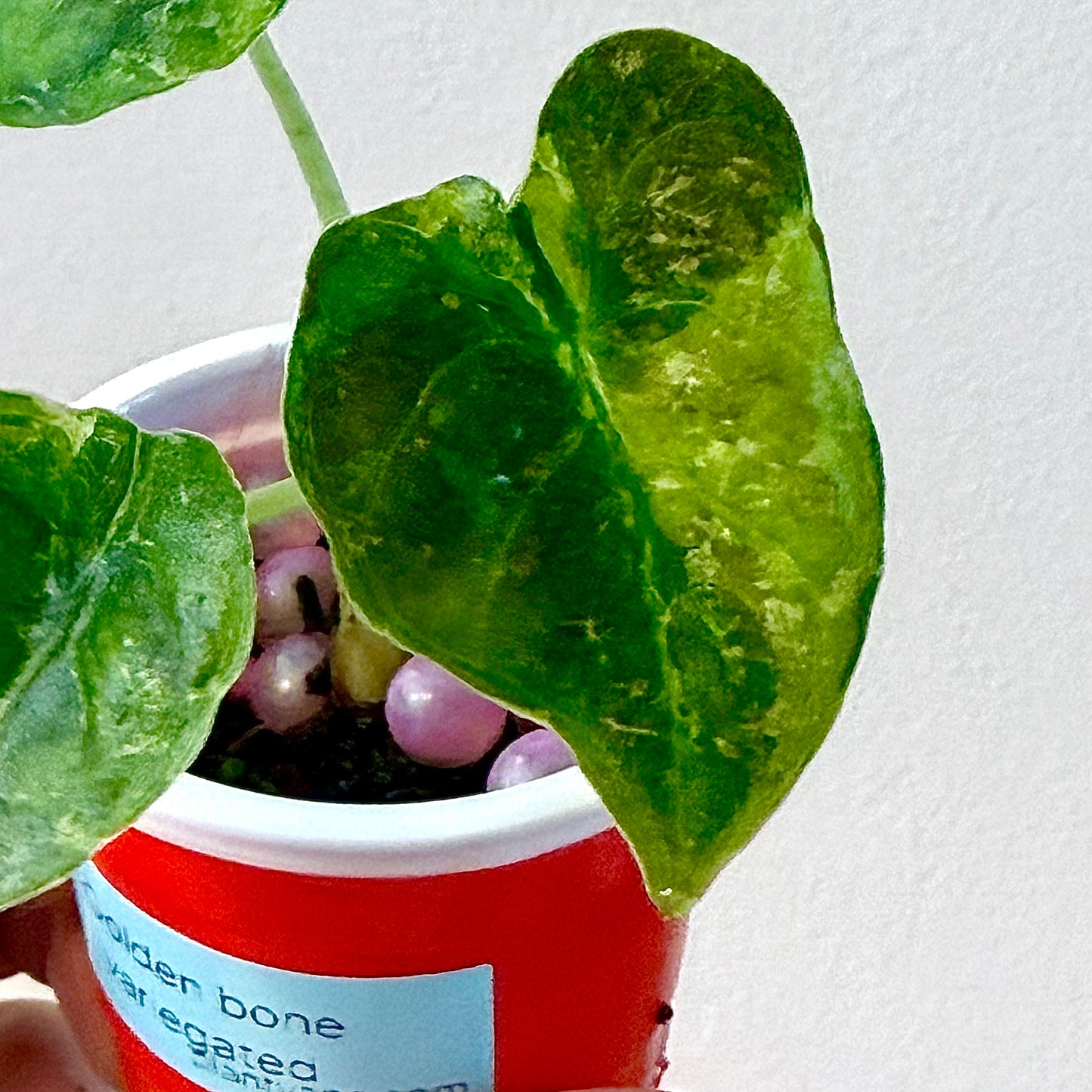 Alocasia Golden Bone Variegated (grow from corm)