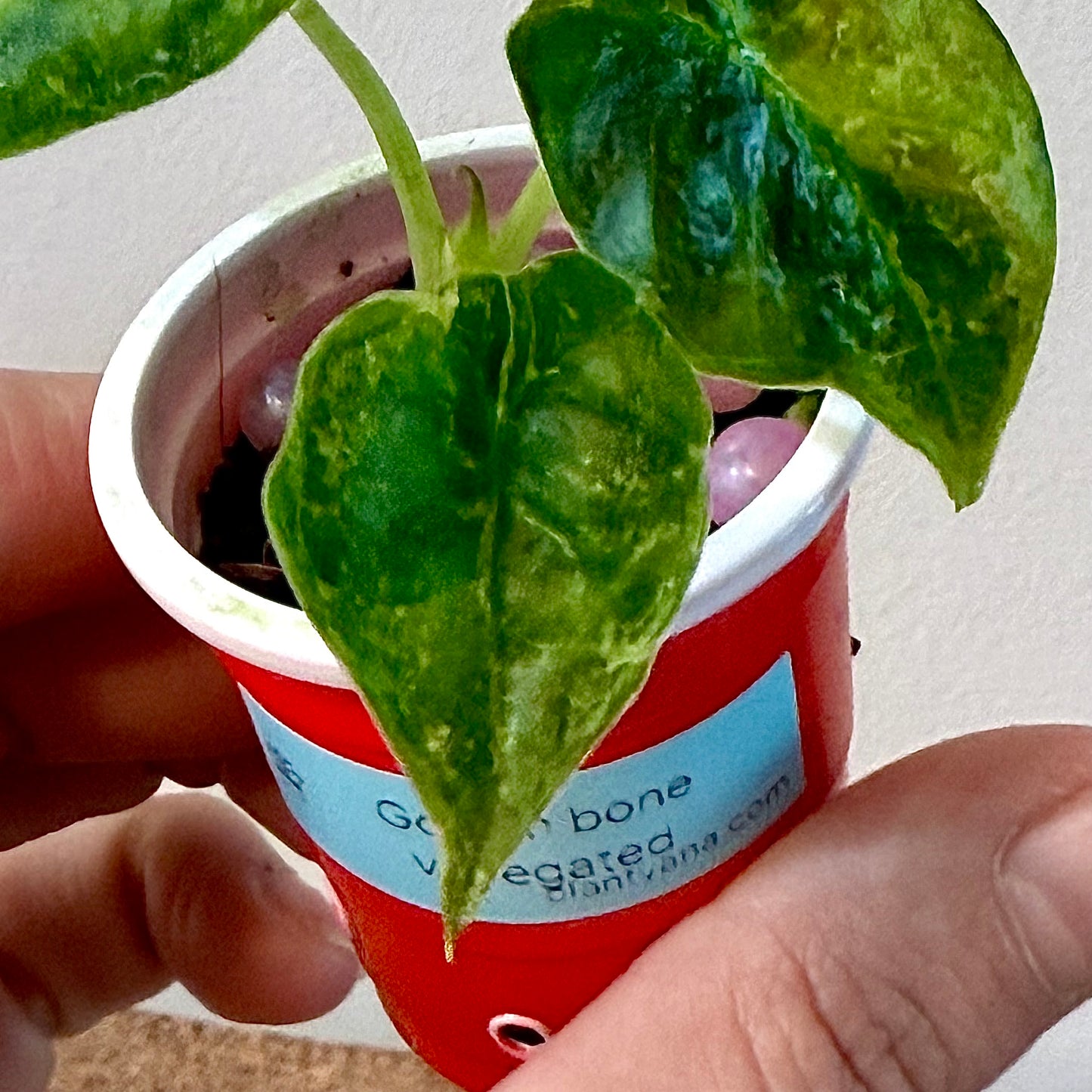 Alocasia Golden Bone Variegated (grow from corm)