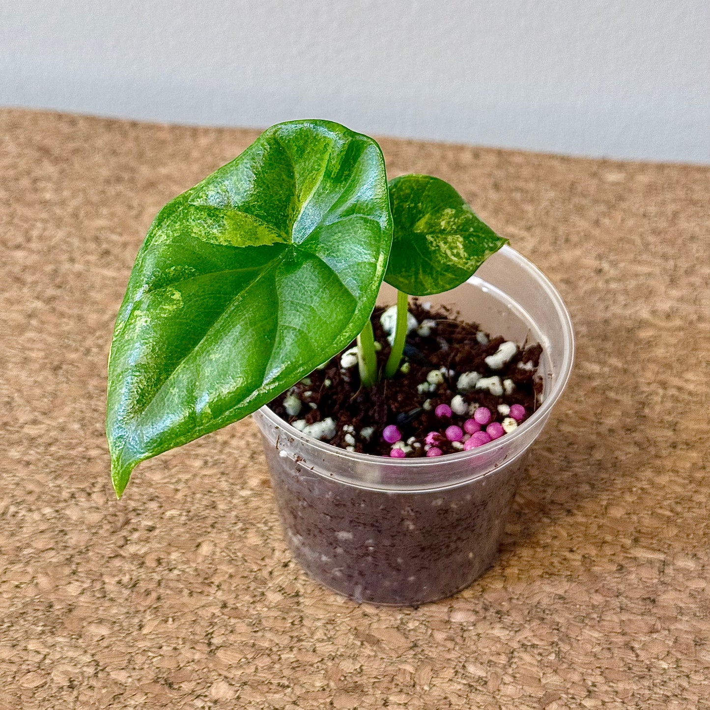 Alocasia Sinuata Variegated (grow from corm)