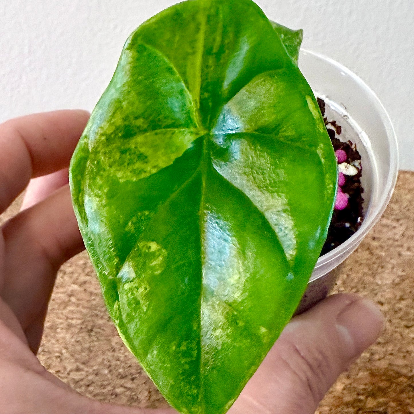 Alocasia Sinuata Variegated (grow from corm)