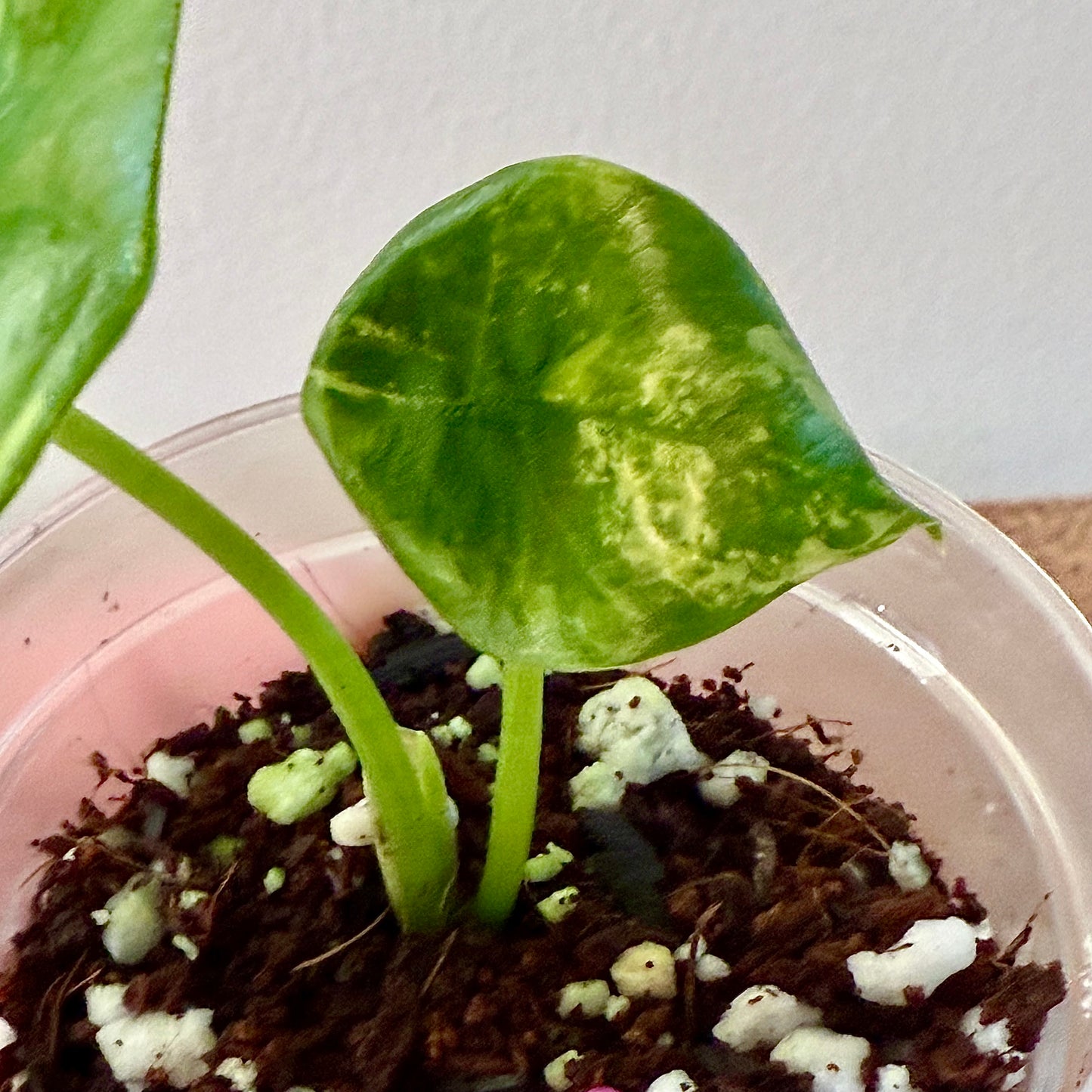 Alocasia Sinuata Variegated (grow from corm)