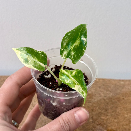 Alocasia Sarian Albo Variegated (grow from corm)